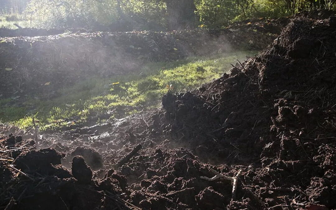 Compost madurando durante dos años, práctica de la agricultura biodinámica