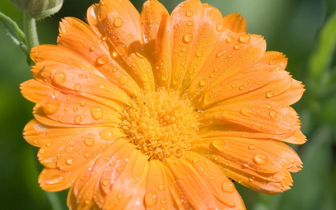 Flor de caléndula (maravilla) de color naranja intenso, abierta al sol — la biografía de esta planta empieza en su relación con la luz