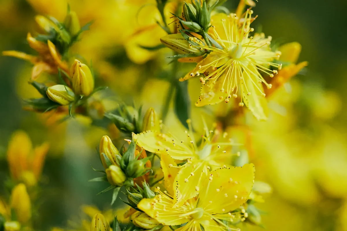 Flor de hipérico de agricultura biodinámica, planta medicinal usada en cosmética orgánica Dr. Hauschka