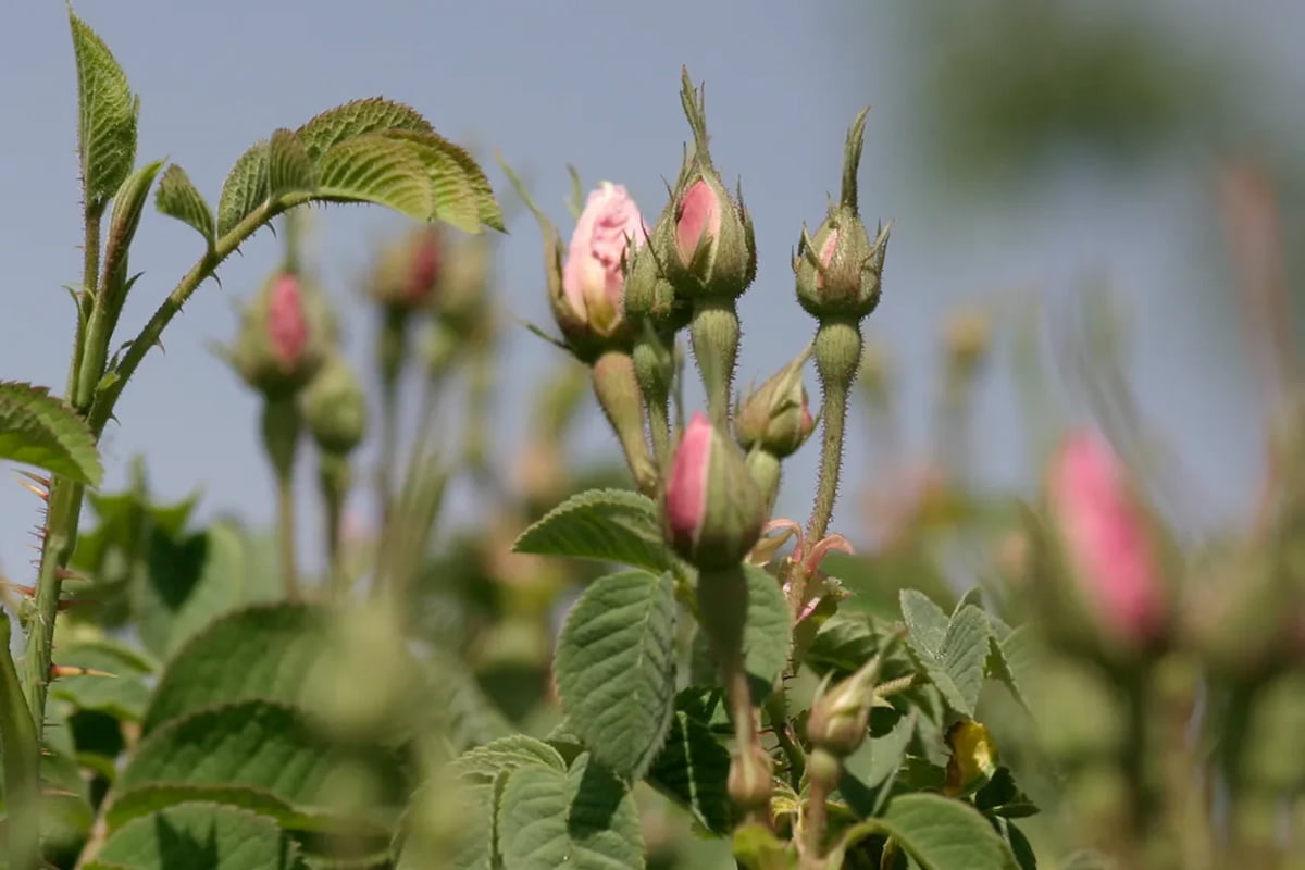 Rosas de Afganistán de agricultura biodinámica, ingrediente del aceite esencial usado en cosmética orgánica Dr. Hauschka