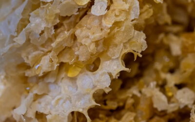 7 mitos sobre cosmética natural que probablemente te has creído